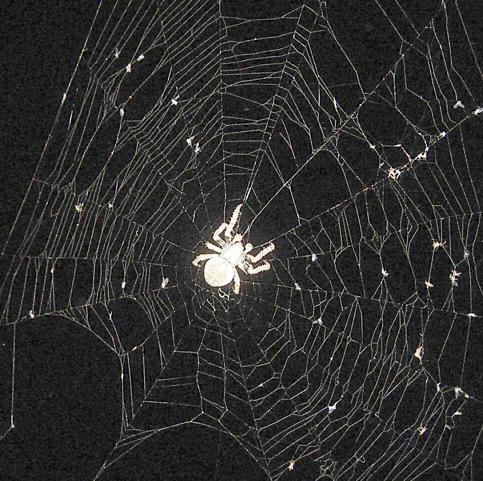 初识python-爬取网页文字和图片